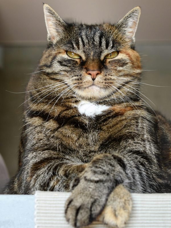 pexels-pixabay-208984